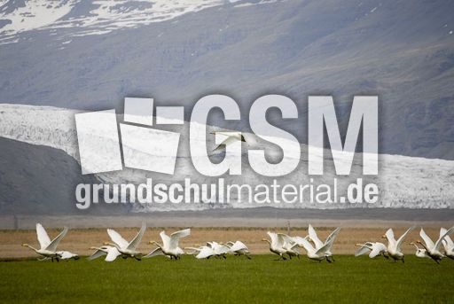 Singschwan (14 von 16).jpg